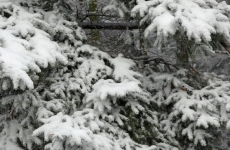 Czorneboh_Tanne mit Schnee